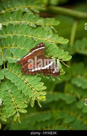 Butterfly Feeding On A Ixora Flower - West Indian Jasmine - Ixora Coccinea Stock Photo