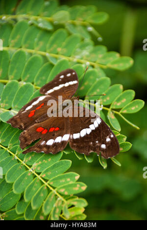 Butterfly Feeding On A Ixora Flower - West Indian Jasmine - Ixora Coccinea Stock Photo