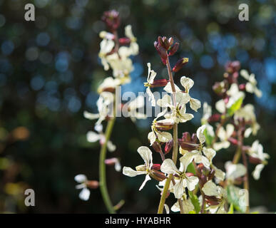 Flowering Rocket Herb in my garden Stock Photo