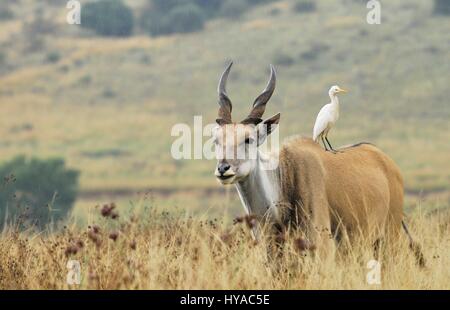 Common Eland with cattle egret standing on its back in Game Reserve in South Africa Stock Photo