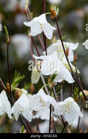 White sping flowers of the deciduous azalea, Rhododendron quinquefolium, dangle in small trusses Stock Photo