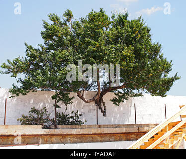 Plum tree grows through opening in the wall cut by people Stock Photo