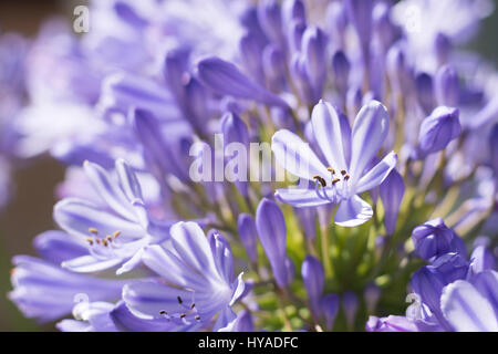 Agapanthus flowers, blue african lily