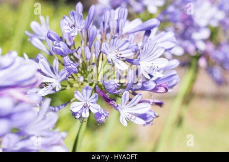 Agapanthus flowers, blue african lily