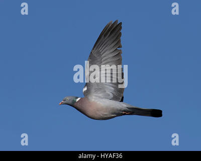 Common wood pigeon in flight with blue skies in the background Stock Photo