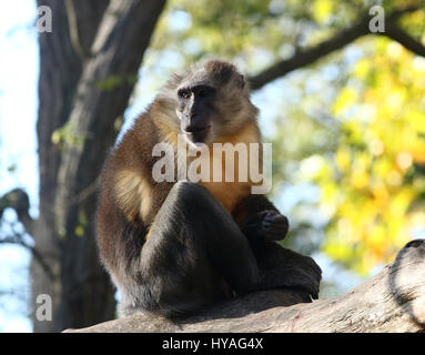 Central African Golden bellied mangabey (Cercocebus chrysogaster) running on a branch Stock Photo