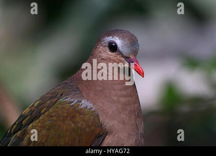 Southeast Asian Common Emerald Dove (Chalcophaps indica), also green winged pigeon or grey capped emerald dove. Stock Photo