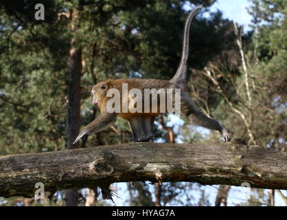 Central African Golden bellied mangabey (Cercocebus chrysogaster) running on a branch Stock Photo