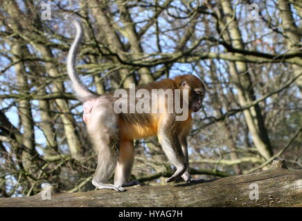 Central African Golden bellied mangabey (Cercocebus chrysogaster) running on a branch Stock Photo