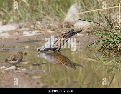 Turtle dove Streptopelia Turdus taking a drink of water in pool during hot day Stock Photo