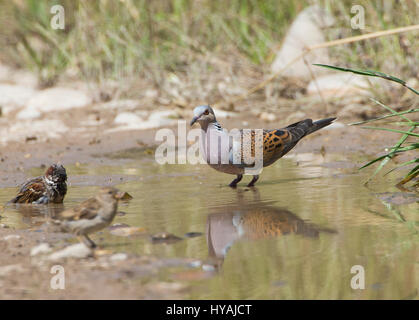 Turtle dove Streptopelia Turdus taking a drink of water in pool during hot day Stock Photo