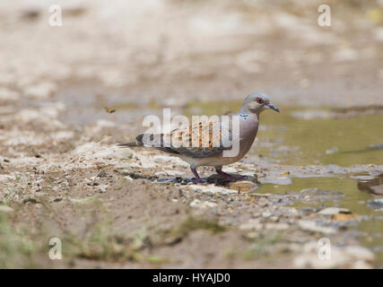 Turtle dove Streptopelia Turdus taking a drink of water in pool during hot day Stock Photo