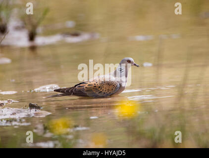 Turtle dove Streptopelia Turdus taking a drink of water in pool during hot day Stock Photo