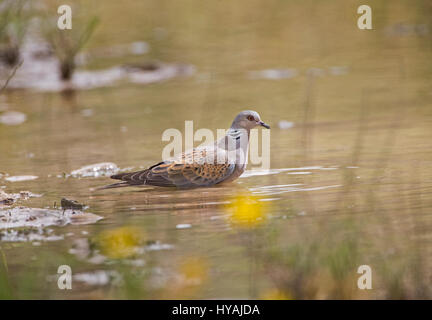 Turtle dove Streptopelia Turdus taking a drink of water in pool during hot day Stock Photo