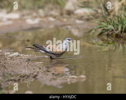 Turtle dove Streptopelia Turdus taking a drink of water in pool during hot day Stock Photo