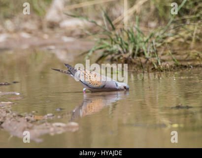 Turtle dove Streptopelia Turdus taking a drink of water in pool during hot day Stock Photo