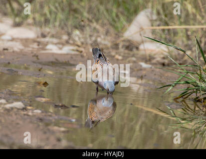 Turtle dove Streptopelia Turdus taking a drink of water in pool during hot day Stock Photo