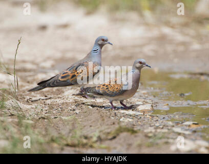 Turtle dove Streptopelia Turdus taking a drink of water in pool during hot day Stock Photo