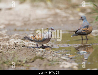 Turtle dove Streptopelia Turdus taking a drink of water in pool during hot day Stock Photo