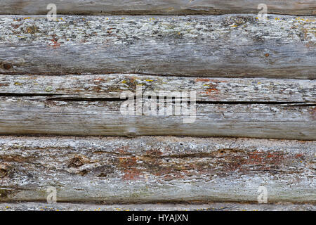 Wooden background from old logs covered with moss and mold Stock Photo