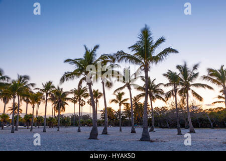 Coconut palm trees at the beach in Miami. Florida, United States Stock Photo