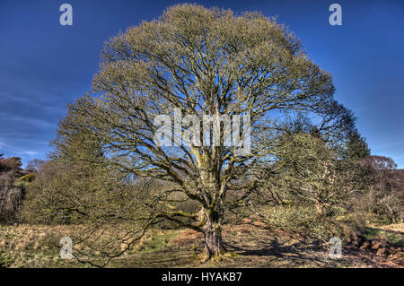 A very symmetrical mature Oak tree in Spring. Taken nearColvend, Dumfries and Galloway, Scotland, UK. Stock Photo