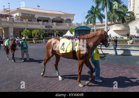 HALLANDALE BEACH, USA - MAR 11, 2017: Racing horses at the Gulfstream Park race track in Hallandale Beach, Florida, United States Stock Photo