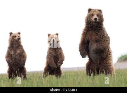 HUMOROUS pictures of a seven-foot tall mother bear teaching her cubs to stand in unison have captured. From running along the beach with total abandon to play fighting and a indulging in a relaxing scratch up against a bear totem pole, these unusually light-coated bears are embracing quality-time together. Other pictures show a different 300-pound mummy bear feeding her darker-coated cubs and then having a bit of piggyback fun. Canadian photographer Marc Latremouille (47) was able to get within 60-feet of these cuddly brown bears on their fun day along the Alaskan coast. Stock Photo