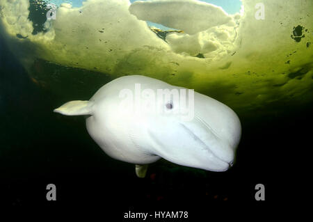 NORTH KARELIA, RUSSIA:  A pair of divers were flabbergasted to encounter a fame-hungry Beluga. A PHOTO-BOMBING Beluga was RUSSIAN to hog the limelight when it surprised a pair of divers.  The two divers took the plunge 20-foot deep into Russia’s ice cold White Sea, but little did they know one fame-hungry Beluga was going to run ARCTIC-CIRCLES around them. Photographer Andrey Nekrasov (42) and his dive-buddy were delighted to encounter the pair of friendly ten-foot long marine mammals and decided to pose together with them for the shot of a lifetime.  However, as the female cosied-up to Andrey