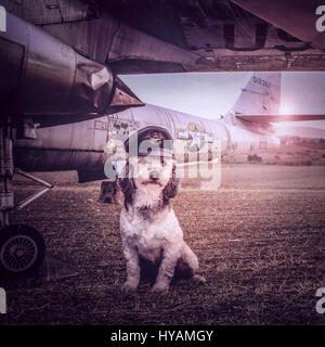 OROKLINI, CYPRUS: Ozzy the rescue dog wears a pilot's cap and stands next to a US WW2 warplane. MEET the rescue dogs who could be the coolest pooches with no home on the planet. From mutt Barney hanging out in a trilby hat to one-legged Fergus who was transported back to the old streets of Dublin a canine-loving Brit has produced these quirky pictures in a bid to raise money for a cash-strapped home for abandoned dogs.  Using a “spot” of digital trickery Cyprus based former British youth boxing champion, martial arts instructor and photographer Stuart Holroyd (34), created these eye-catching p Stock Photo