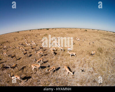 CHOBE NATIONAL PARK, BOTSWANA: A herd of antelope. A DRONE has gone on a wildlife safari in deepest Africa. From lions and wildebeest to elephants and giraffes the mighty animals of Africa can be seen in this 500-feet high drone-eye view of the continent. Photographer Paul Souders (53) took his DJI Phantom Vision 2+drone on a 10,000 mile long trip from his home in Seattle, USA to Botswana in southern Africa. His pictures show how the species of animals react to the alien presence of the drone, while he simply relaxes and his machine does all the hard work. Stock Photo