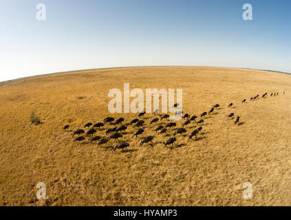 CHOBE NATIONAL PARK, BOTSWANA: A herd of wildebeest travel across the savana. A DRONE has gone on a wildlife safari in deepest Africa. From lions and wildebeest to elephants and giraffes the mighty animals of Africa can be seen in this 500-feet high drone-eye view of the continent. Photographer Paul Souders (53) took his DJI Phantom Vision 2+drone on a 10,000 mile long trip from his home in Seattle, USA to Botswana in southern Africa. His pictures show how the species of animals react to the alien presence of the drone, while he simply relaxes and his machine does all the hard work. Stock Photo