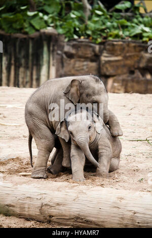CHESTER ZOO, UK: Asian elephant Hari (left) pounces on fellow-baby Bala (right).Asian elephant Hari (L) pounces on fellow-baby Bala (R).Asian elephant Hari (L) pounces on fellow-baby Bala (R).Asian elephant Hari (L) pounces on fellow-baby Bala (R). TWO BABY elephants were caught on camera enjoying a wrestling bout. Pictures show how one-year old elephant baby Bala is pounced on by two-year old Hari while her back is turned. Despite the surprise “attack” Bala managed to shrug off Hari’s playful ambush and the pair walked away together as firm friends. Former civil servant-turned pet photographe Stock Photo