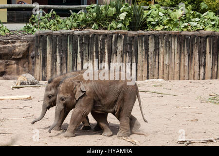 CHESTER ZOO, UK: Asian elephant Hari (front) walks next to fellow-baby Bala (back).Asian elephant Hari (L) pounces on fellow-baby Bala (R).Asian elephant Hari (L) pounces on fellow-baby Bala (R).Asian elephant Hari (L) pounces on fellow-baby Bala (R). TWO BABY elephants were caught on camera enjoying a wrestling bout. Pictures show how one-year old elephant baby Bala is pounced on by two-year old Hari while her back is turned. Despite the surprise “attack” Bala managed to shrug off Hari’s playful ambush and the pair walked away together as firm friends. Former civil servant-turned pet photogra Stock Photo