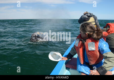 BAJA CALIFORNIA: A BRITISH RSPB conservation officer has captured stunning images of what could be the most attention-hungry whales on the planet. Taken during their annual migration, pictures show how one of the 36-tonnes sea beasts breached the waves just ten-feet from a stunned boatload of tourists, before introducing her baby calf to the delighted group. The little grey whale, which could one-day grow as long as a London bus at 45-feet long, can clearly be seen making eye-contact as one of the awestruck seafarers strokes its head. Tim Melling (54) from Shepley, West Yorkshire was on holida Stock Photo