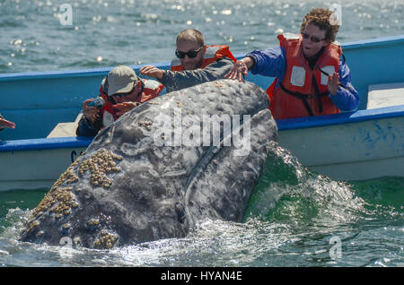 BAJA CALIFORNIA: A BRITISH RSPB conservation officer has captured stunning images of what could be the most attention-hungry whales on the planet. Taken during their annual migration, pictures show how one of the 36-tonnes sea beasts breached the waves just ten-feet from a stunned boatload of tourists, before introducing her baby calf to the delighted group. The little grey whale, which could one-day grow as long as a London bus at 45-feet long, can clearly be seen making eye-contact as one of the awestruck seafarers strokes its head. Tim Melling (54) from Shepley, West Yorkshire was on holida Stock Photo
