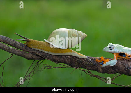 CILEDUG, INDONESIA: COULD THIS Kermit spotted hitching a lift up a branch on the back of a SNAIL be the world’s laziest frog?  Going nowhere in a hurry, this friendly Javan Tree frog can be seen casually hopping aboard the slow-paced snail who like a lonely highway trucker is only too happy to have the company.  These cute critters chew the fat until froggy reaches his destination and alights at the top of the branch. Creative Designer and amateur photographer Kurit Afsheen (34) was able to capture this special sequence while out in his back garden in Ciledug, Indonesia. Stock Photo