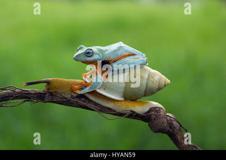 CILEDUG, INDONESIA: COULD THIS Kermit spotted hitching a lift up a branch on the back of a SNAIL be the world’s laziest frog?  Going nowhere in a hurry, this friendly Javan Tree frog can be seen casually hopping aboard the slow-paced snail who like a lonely highway trucker is only too happy to have the company.  These cute critters chew the fat until froggy reaches his destination and alights at the top of the branch. Creative Designer and amateur photographer Kurit Afsheen (34) was able to capture this special sequence while out in his back garden in Ciledug, Indonesia. Stock Photo