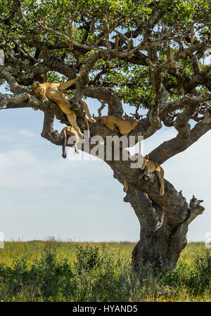 SERENGETI NATIONAL PARK, TANZANIA: WHILE we in the UK swelter in the hot weather spare a thought for this slumbering lion pride whose only chance for shade is the high braches of a nearby TREE. Having found one of the only shady spots available in the vast wilderness, these pictures show the laidback pride chillaxing and letting it all hang loose up to 20-feet high.  With temperatures hitting over 32 Celsius by 8am, this premium location allowed the lions to rest up while still keeping a look out over their territory. From this vantage point they were easily able to spot any approaching prey a Stock Photo