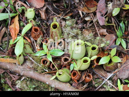 Nepenthes ampullaria on the forest ground of a tropical jungle in Malaysia Stock Photo
