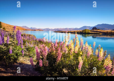 Landscape view of Lake Tekapo, mountains and lupin flowers, Southern Alps, New Zealand