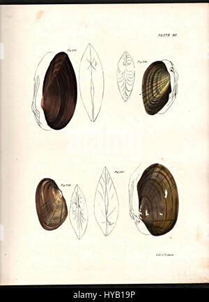 A detailed work on the classification of mollusks, specifically shell ...