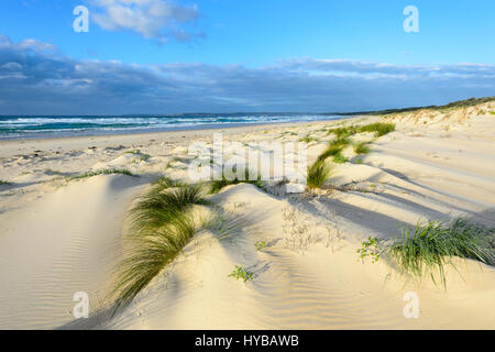 Picturesque sand dunes and grass tufts at Conjola Beach, Shoalhaven, South Coast, New South Wales, NSW, Australia Stock Photo