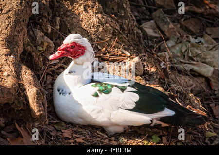 Muscovy duck (Cairina moschata). Domestic duck. Stock Photo