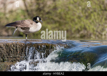 Canada goose (Branta canadensis) standing on waterfall. Large black and white bird in the family Anatidae resting atop of water flowing over weir Stock Photo