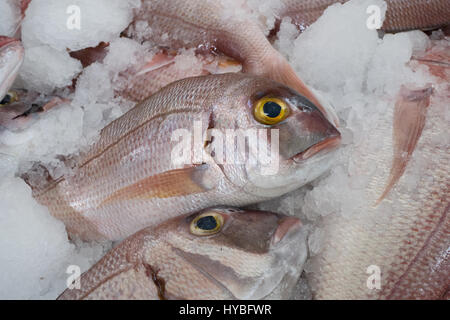 Close up of a fish on sale at the fish market at Funchal, MADEIRA Stock Photo