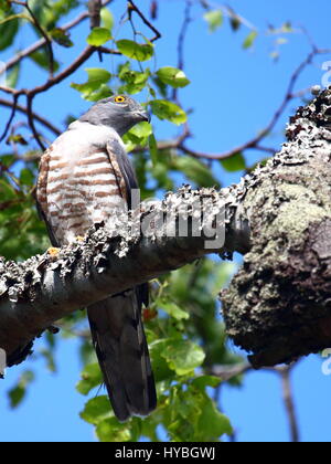 African cuckoohawk, Aviceda cuculoides, is a rare and exciting
