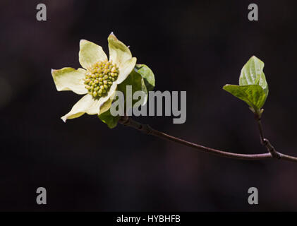 California Dogwood flower, Cornus nuttallii, photographed against a dark background Stock Photo