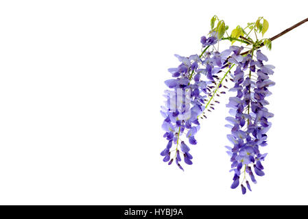 Wisteria flowers, green leaves border for an angle of page over a white background. Decorative element Stock Photo