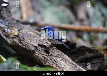 Hainan blue flycatcher (Cyornis hainanus) in Cuc phong National Park, Vietnam Stock Photo